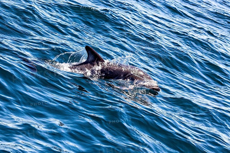 A dolphin swims calmly through the blue waters of the sea, The Clymene dolphin (Stenella clymene) near Puerto Madryn in Argentina