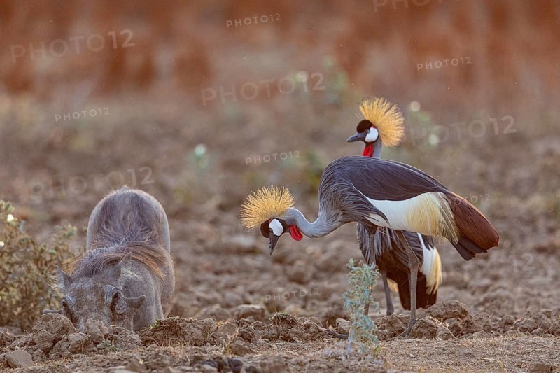 Crowned Crane (Balearica regulorum) and Worthog searching food South Luangwa NP Zambia August