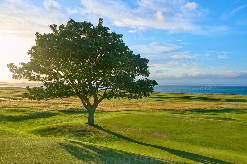 Single tree on a green field at sunset with sea view, golf course, North Berwick, East Lothian, Scotland, United Kingdom, Great Britain