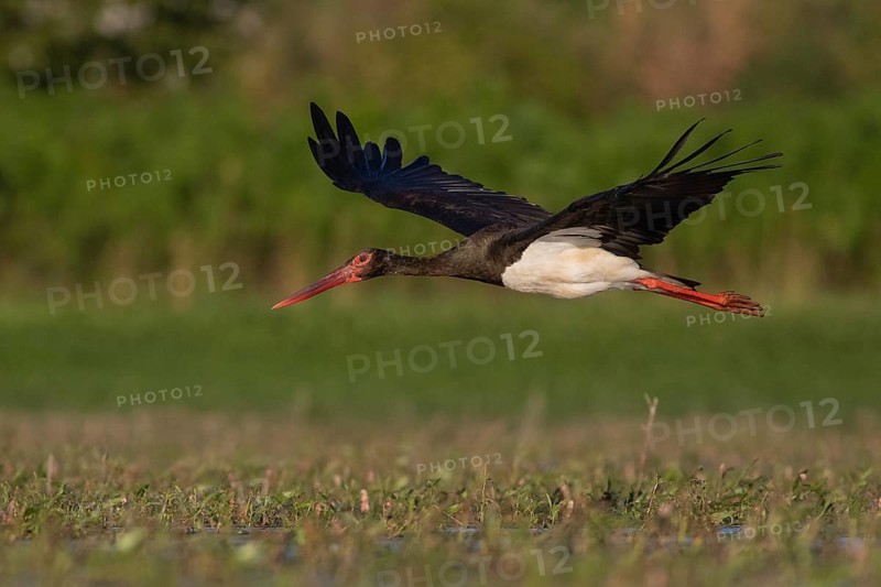 Black Stork (Ciconia nigra) flying, Tiszaalpár, Hungary