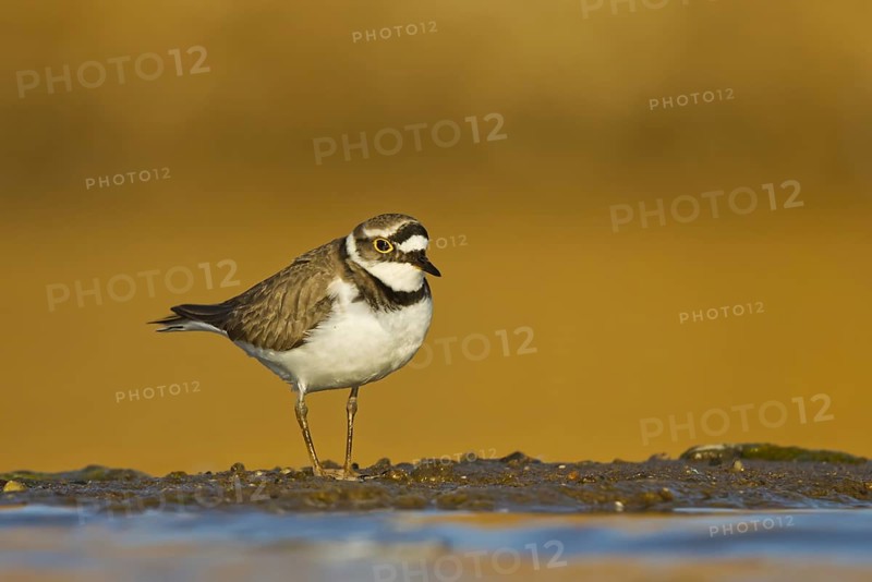 Little Ringed Plover (Charadrius dubius) female foraging, North Rhine-Westphalia, Germany