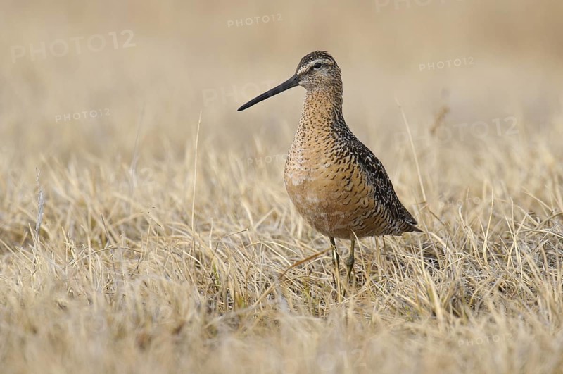 Long-billed Dowitcher (Limnodromus scolopaceus), Alaska, USA