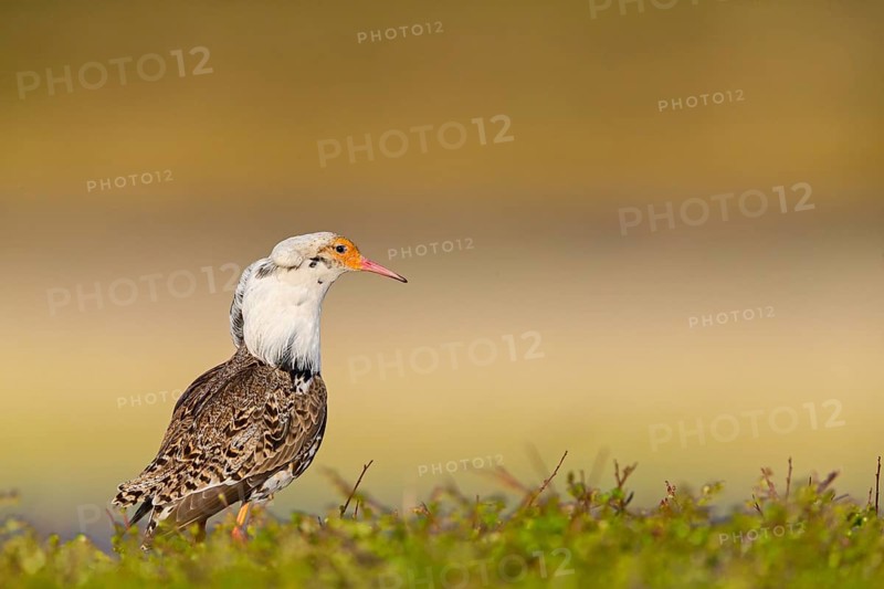 Ruff, (Philomachus pugnax), animals, birds, plumage during mating season, snipe bird, courtship, male, mating behaviour, mating season, Varanger, Finnmark, Norway