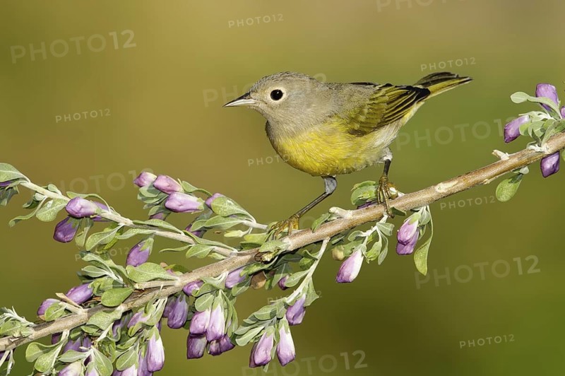 Nashville Warbler (Leiothlypis ruficapilla), Texas, USA