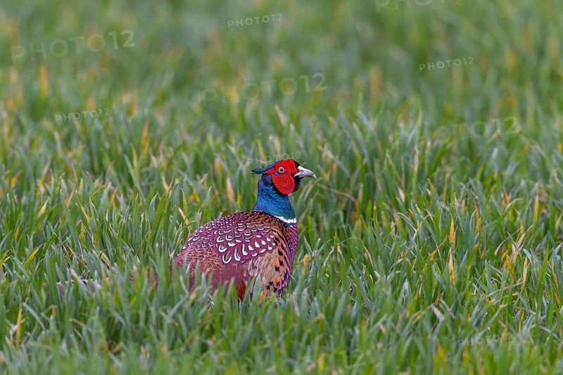 If the pheasant cock (Phasianus colchicus) feels it is being watched, it presses itself into the vegetation and remains motionless, mating season, mating dress, mating ritual, April, Germany