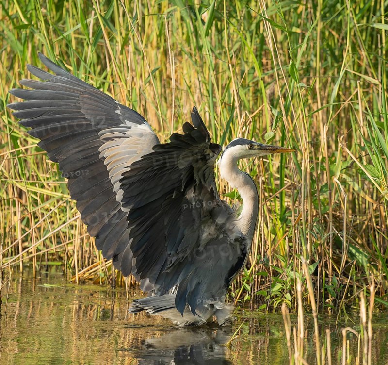 Grey heron (Ardea cinerea) landing in the shallow water zone of a lake, Lower Saxony, Germany