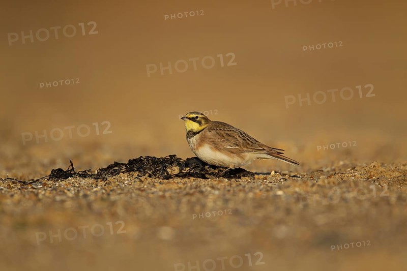 Shore lark or Horned lark (Eremophila alpestris) adult bird on a beach, Suffolk, England, United Kingdom