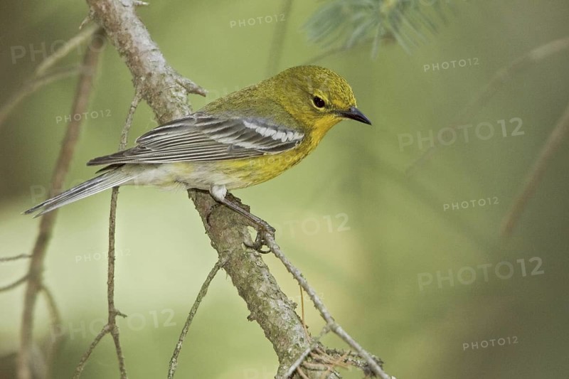 Pine Warbler (Setophaga pinus), Ontario, Canada
