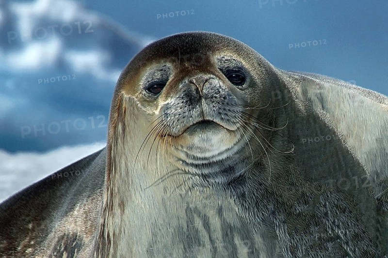 Antarctica, Cierva Cove, leopard seal, Rasr, iceberg, bay, animals, mammals