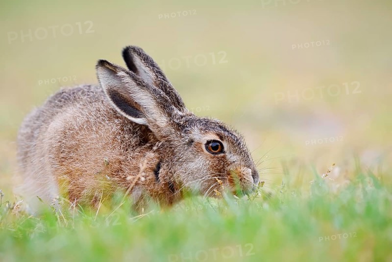 European hare (Lepus europaeus), young animal sitting in a meadow and eating grasses, North Rhine-Westphalia, Germany