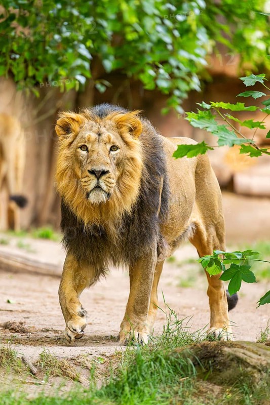 Asiatic lion (Panthera leo persica) male walking around on the ground, captive, Germany