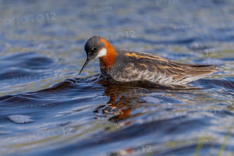 Odin's chicken (Phalaropus lobatus), in splendour, hunting insect larvae, Vadsö, Varangerfjord, Norway