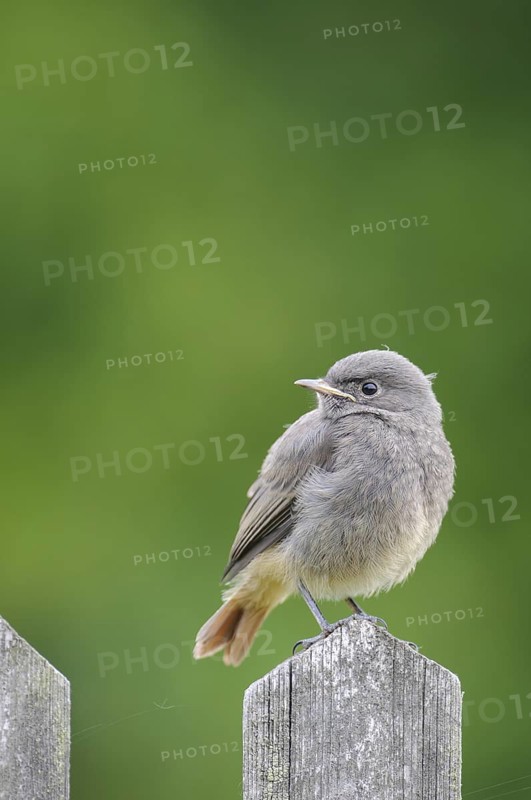 Black Redstart (Phoenicurus ochruros) juvenile, Thuringia, Germany