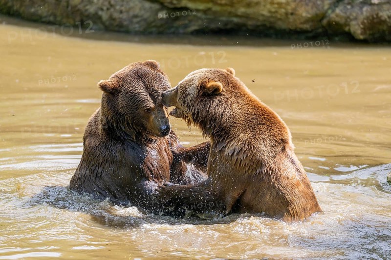 Eurasian brown bear (Ursus arctos arctos) playing with each other in a little lake, Bavarian Forest, Bavaria, Germany