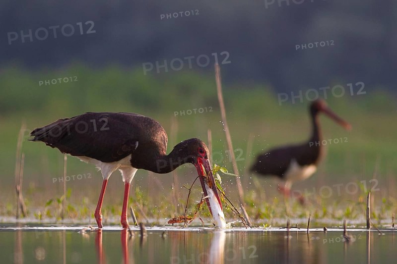 Black Stork (Ciconia nigra) with fish prey in beak, Tiszaalpár, Hungary