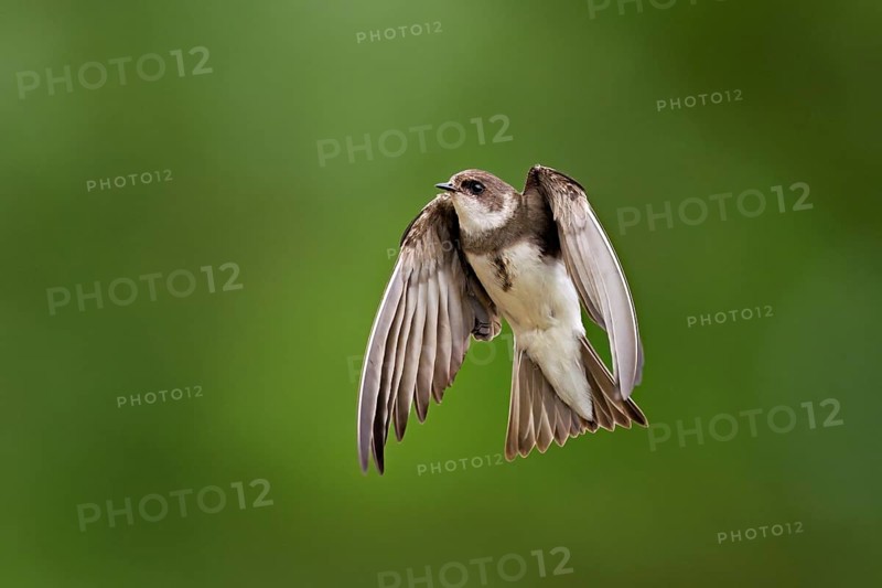 Sand martin (Riparia riparia), in flight, Reussegg nature reserve, Canton Aargau, Switzerland