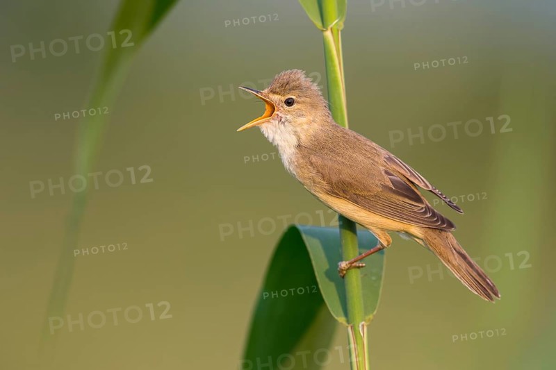 Marsh Warbler (Acrocephalus palustris) male singing in reeds, Poland