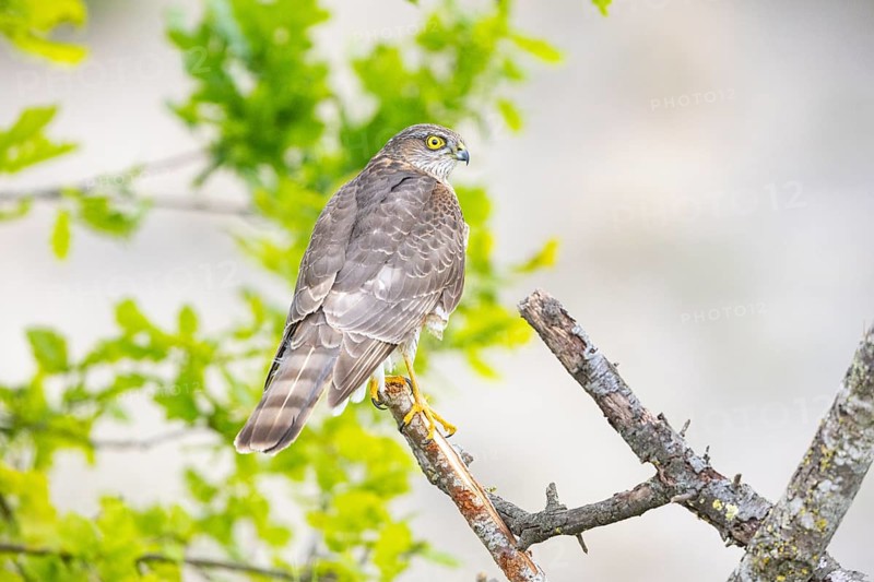 Sparrowhawk (Accipiter nisus) Germany