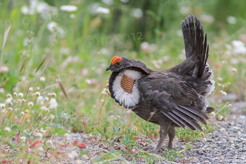 Sooty Grouse (Dendragapus fuliginosus) in the mountains of British Columbia, Canada