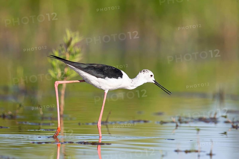 Stilt walkers looking for food, (Himantopus himantopus), Hungary