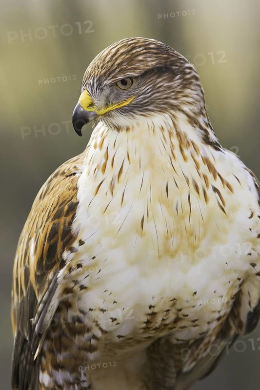 Ferruginous Hawk (Buteo regalis), Arizona, USA