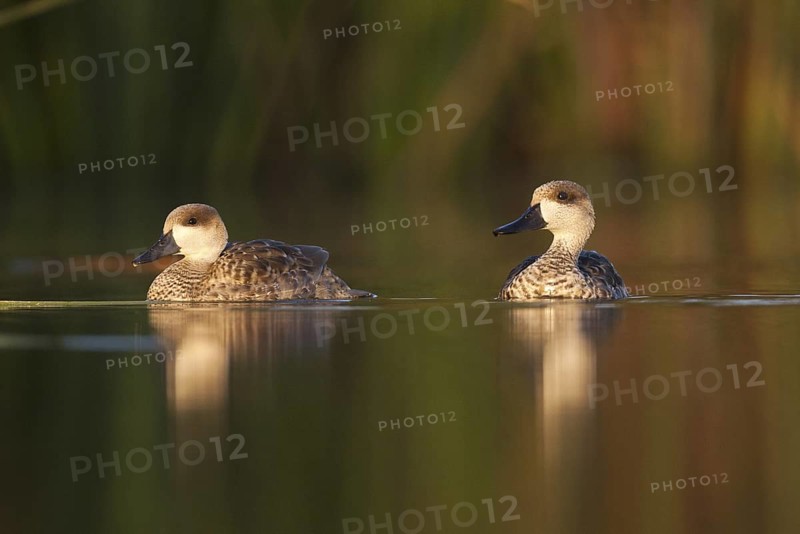 Marbled Duck (Marmaronetta angustirostris), Castile-La Mancha, Spain