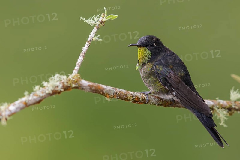 Black-backed Thornbill (Ramphomicron dorsale) perched on a branch in the mountains of Colombia, South America