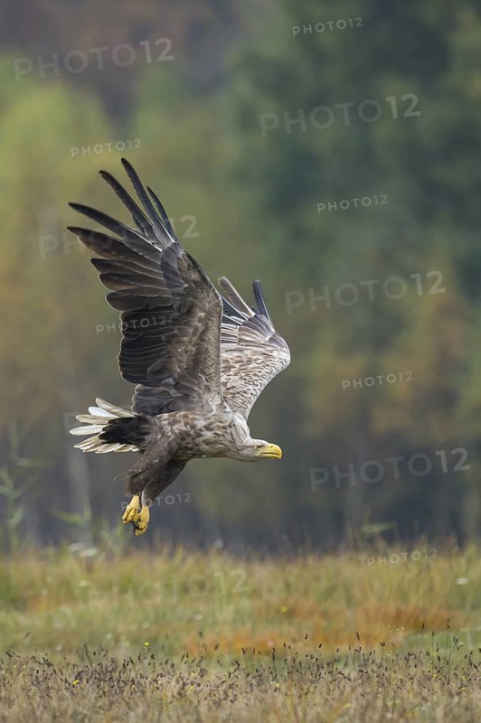 White-tailed Eagle (Haliaeetus albicilla) flying, Kutno, Poland