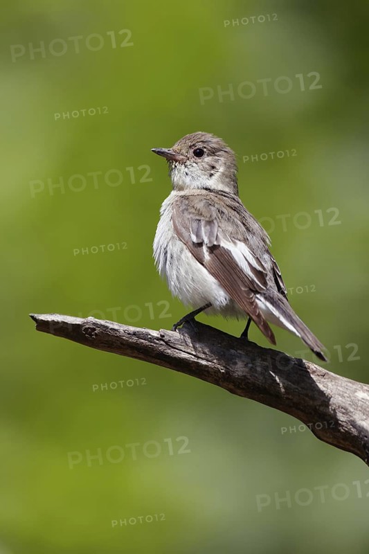 Collared Flycatcher (Ficedula albicollis) female, Debrecen, Hungary