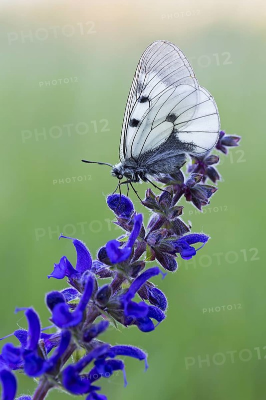 Clouded Apollo, (Parnassius mnemosyne), butterfly family, butterfly, insect, close-up, Lake Neusiedl, Illmitz, Burgenland, Austria