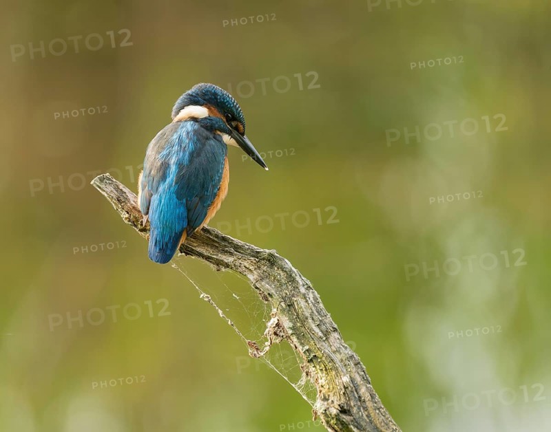 Kingfisher (Alcedo atthis) sitting on an old branch, perch and looking for prey, Lower Saxony, Germany