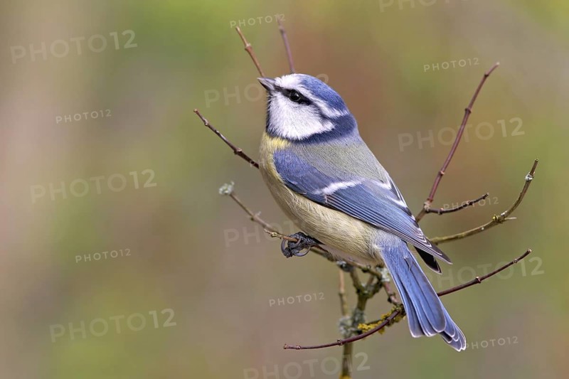 Eurasian Blue Tit (Cyanistes caeruleus), Baden-Wuerttemberg, Germany