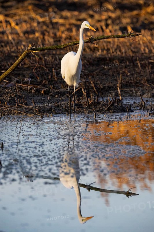 Great White Egret (Egretta alba) Germany