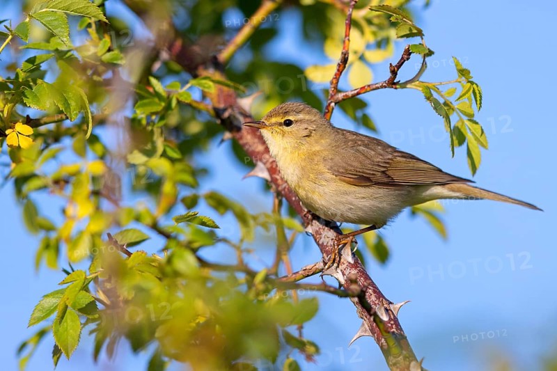 Willow Warbler, Willow Warbler, Phylloscopus trochilus, Pouillot fitis, Mosquitero Musical, Bad Dürkheim district, Erpolzheim, Rhineland-Palatinate, Germany