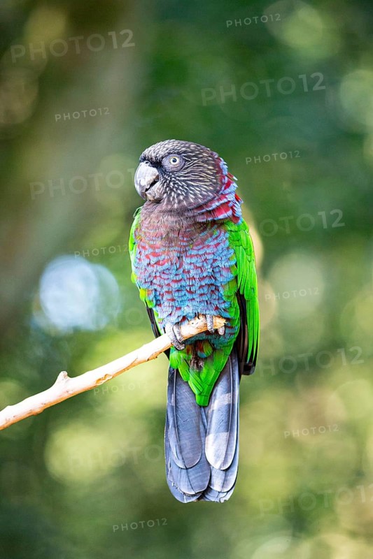 Red-fan parrot (Deroptyus accipitrinus) Pantanal Brazil
