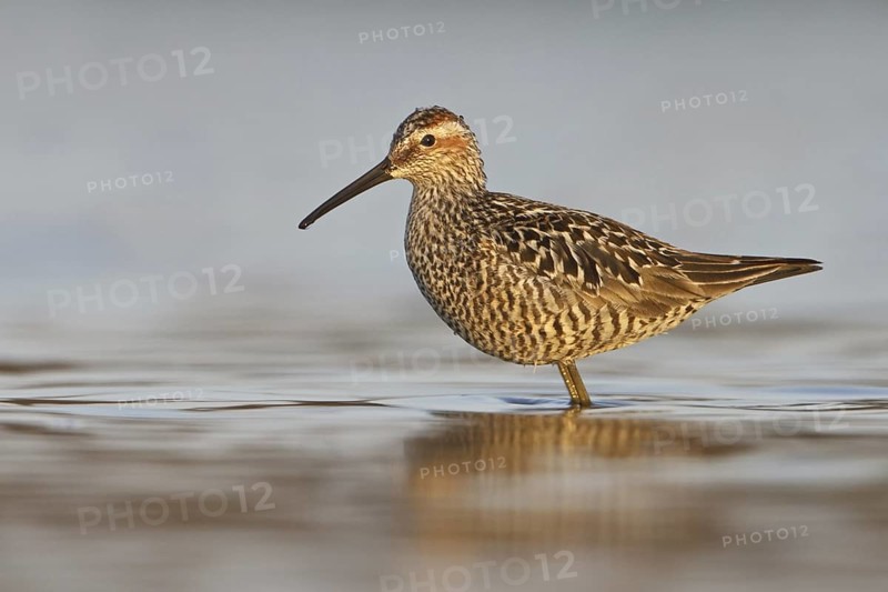 Stilt Sandpiper (Calidris himantopus), Manitoba, Canada