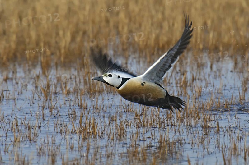 Steller's Eider (Polysticta stelleri) male, Alaska, USA