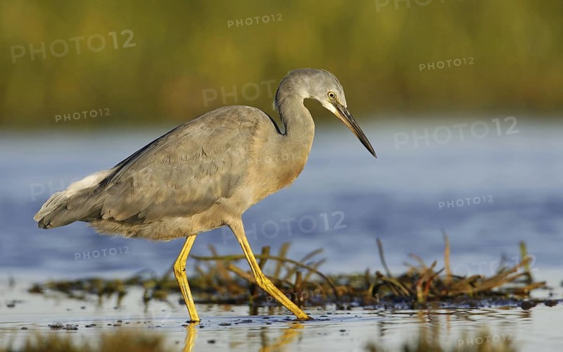 White-faced Heron (Egretta novaehollandiae), Victoria, Australia