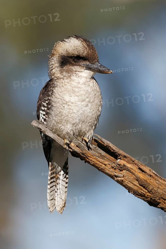 Laughing Kookaburra (Dacelo novaeguineae) perched on a branch, Australian Capital Territory, Australia