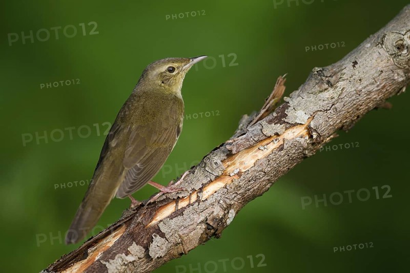 River Warbler (Locustella fluviatilis), Hungary