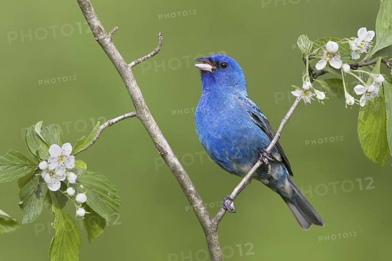 Indigo Bunting (Passerina cyanea) male, Ohio, USA