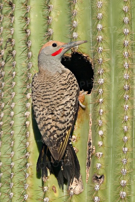 Gilded Flicker Colaptes auratus Tucson, Pima Co., ARIZONA, USA 29 April Adult Male Picidae