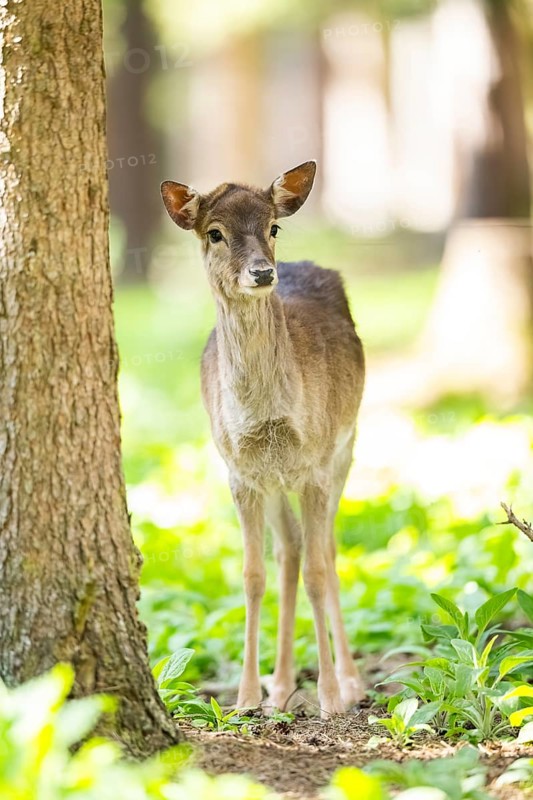 Fallow deer (Dama dama) fawn, in a forest, Bavaria, Germany