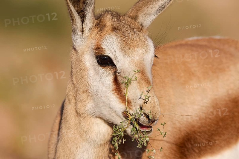 Springbok (Antidorcas marsupialis), young animal, feeding on plants, animal portrait, head close-up, golden morning light, Kgalagadi Transfrontier Park, Northern Cape, South Africa