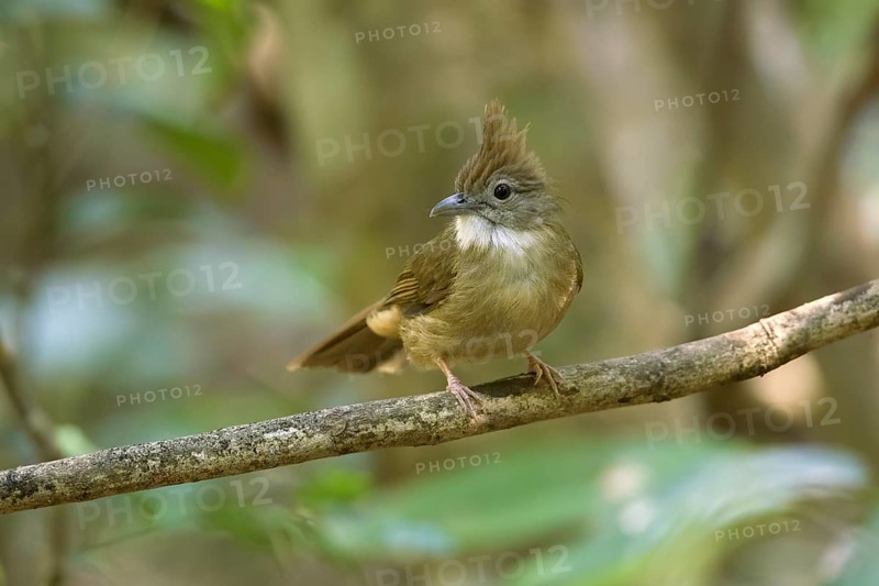 Ochraceous Bulbul (Alophoixus ochraceus hallae) perched on a branch, Di Linh, Vietnam