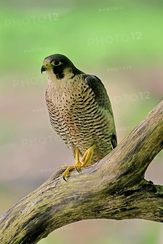 Peregrine falcon (Falco peregrinus), adult, on tree, alert, in summer, Šumava, Czech Republic