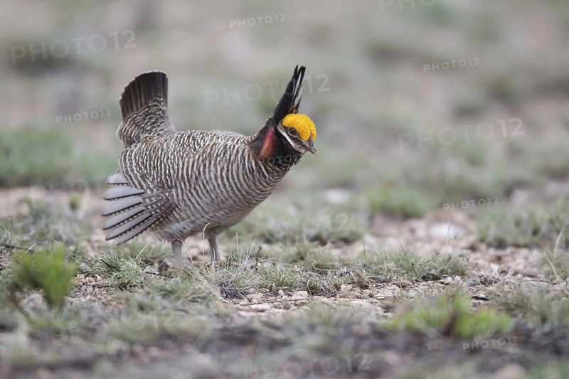 Lesser Prairie Chicken (Tympanuchus pallidicinctus) male, New Mexico, USA
