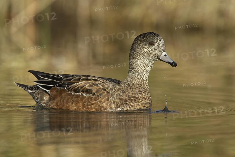 American Wigeon (Mareca americana) female, New Mexico, USA