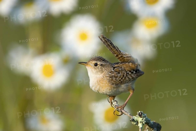 Sedge Wren Cistothorus platensis McGregor, Aitkin County, Minnesota, United States 28 June Adult Troglodytidae