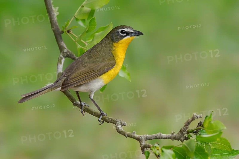 Yellow-breasted Chat (Icteria virens) perched on a branch, Texas, USA